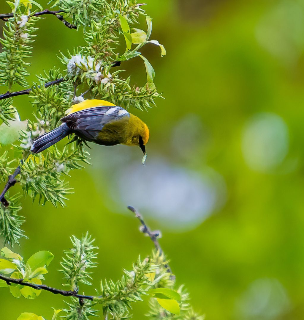 Blue Winged Warbler-.jpg